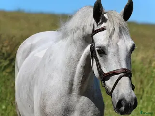 hästar TREVLIG D-PONNY - Annons 1