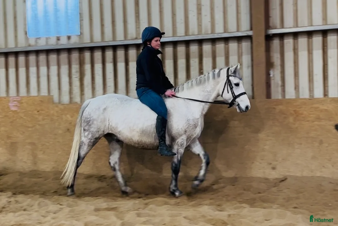 Allround hästar till salu: 6yo Connemara gelding  i Ljungby - Annons 7