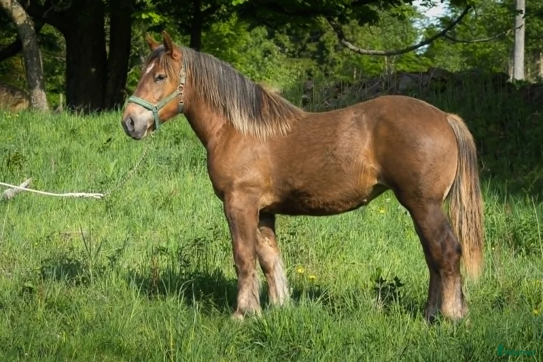 Allround hästar till salu: Ardenner Ston - Annons 1