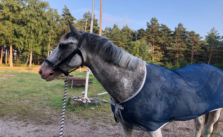  hästar i Värmlands Nysäter - Annons 2