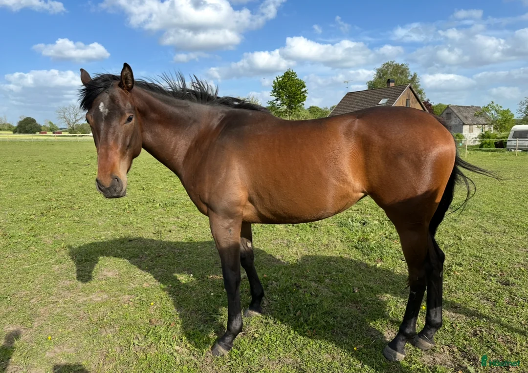 Avelshästar hästar till salu: Avelssto för fälttävlan  i Vollsjö - Annons 3