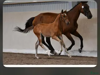 hästar Avelsto i Degeberga - Annons 1