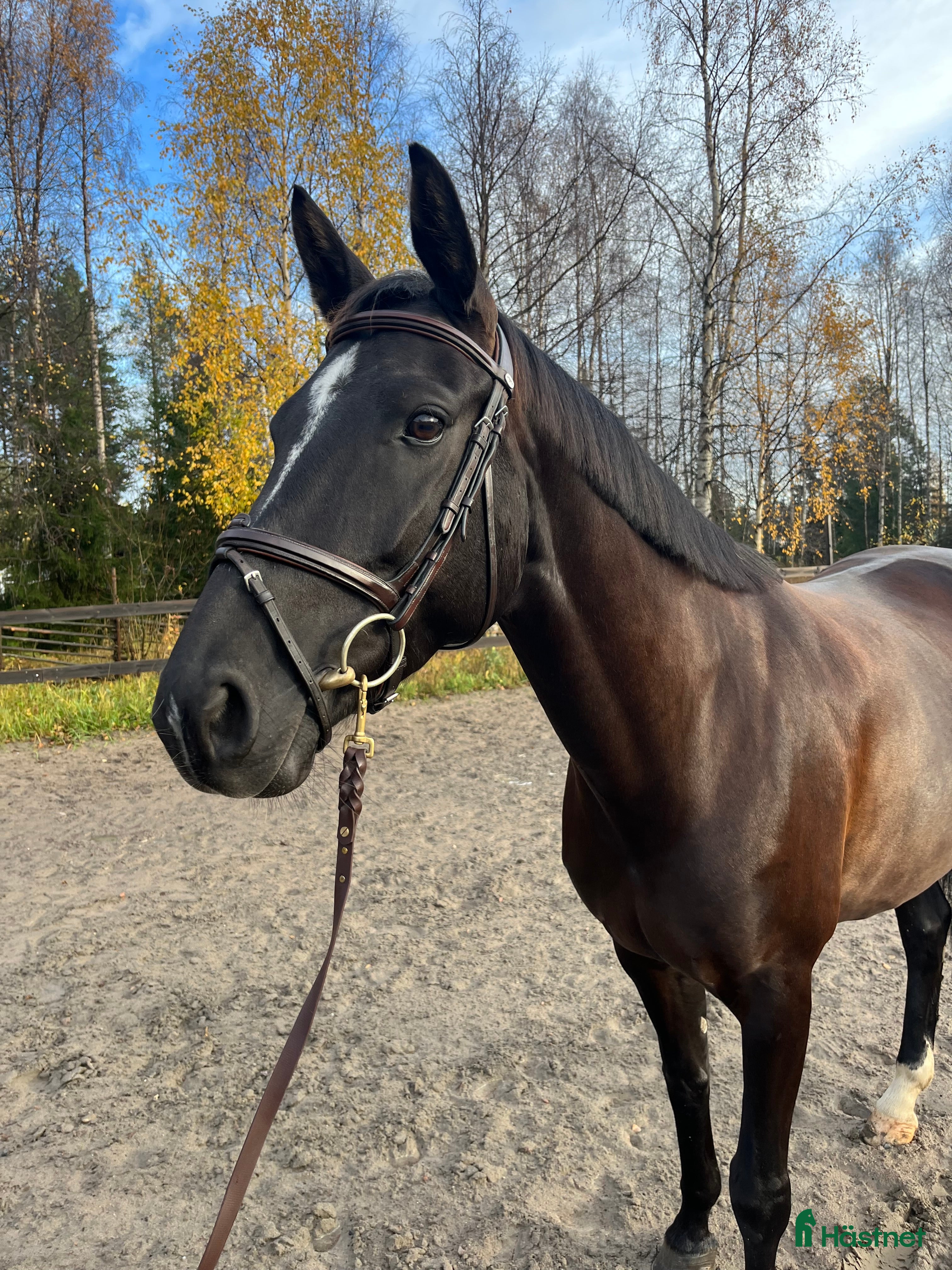  hästar Sto med utstrålning  i Luleå - Annons 3