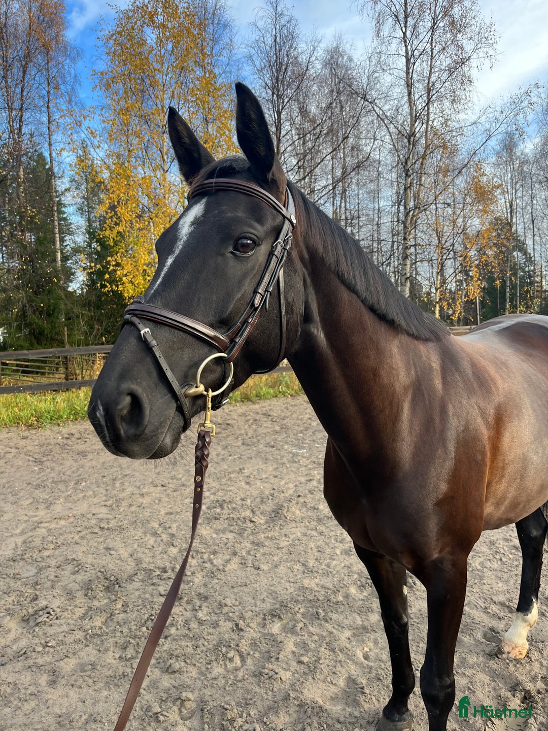 Dressyr hästar till salu: Sto med utstrålning  i Luleå - Annons 1