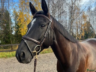 hästar Sto med utstrålning i Luleå - Annons 4