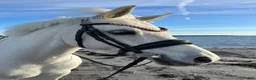 Allround hästar till salu: ⭐️Perfekt förstaponny och bästa vän⭐️🤍 i Torslanda - Annons 1