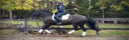 Working Equitation hästar till salu: Vakker PRE vallak etter fantastisk far - Annons 4