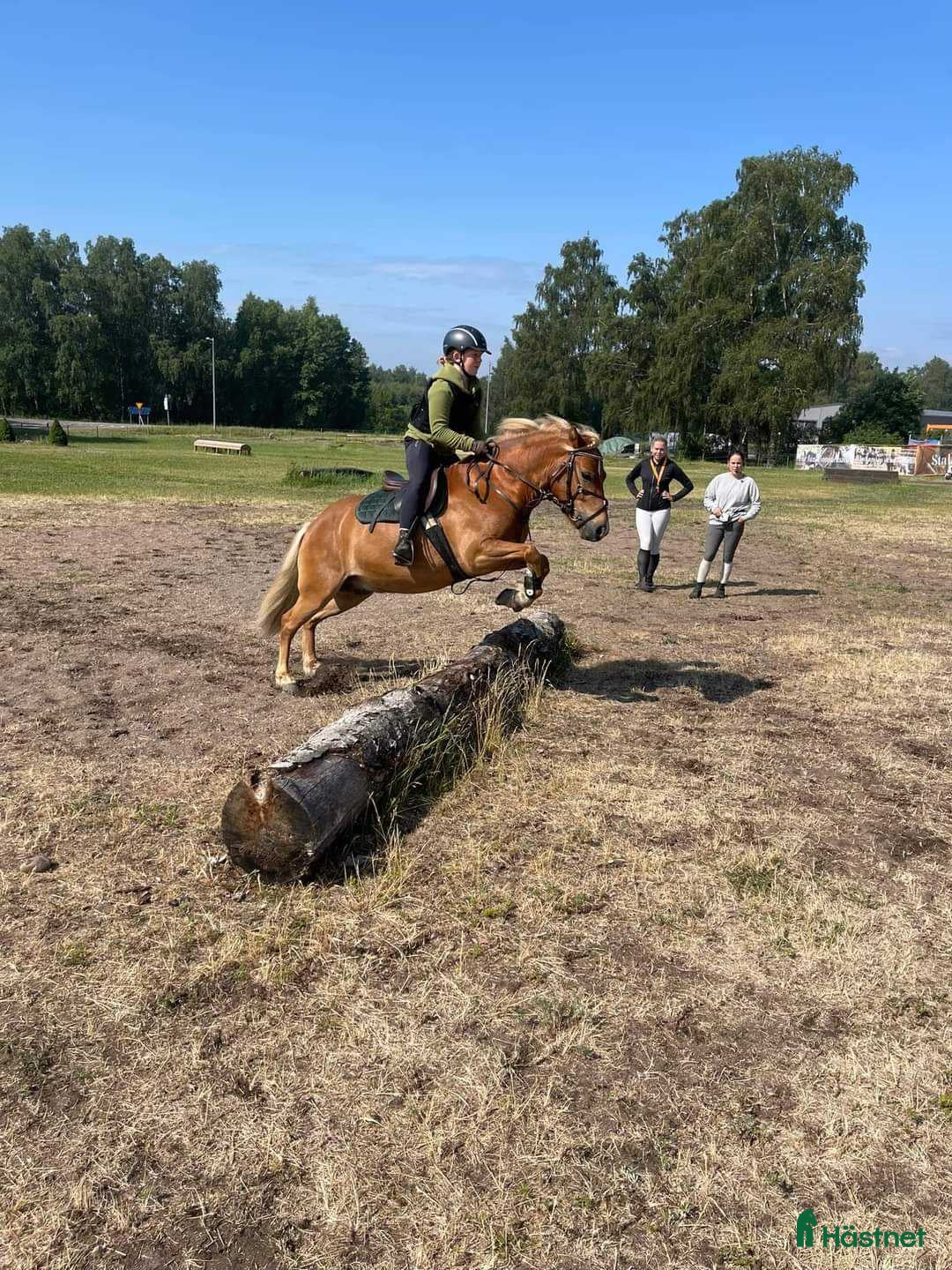 Allround hästar till salu: Inkört sportigt Gotlandsruss för hela familjen.  - Annons 3