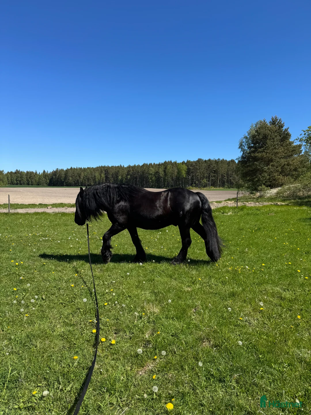 Övrigt hästar till salu: Känslig drömhäst ❤️ i Järpås - Annons 13