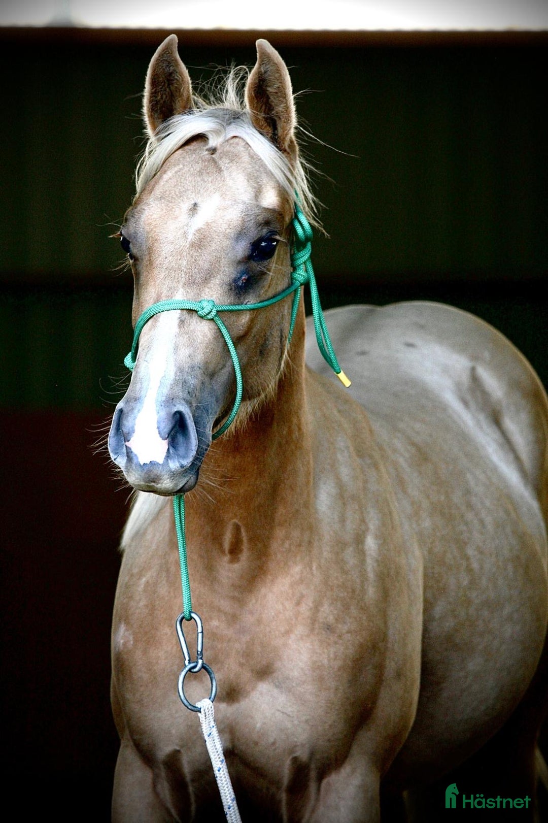 Western hästar till salu: Palomino quartersto i Lidköping - Annons 3