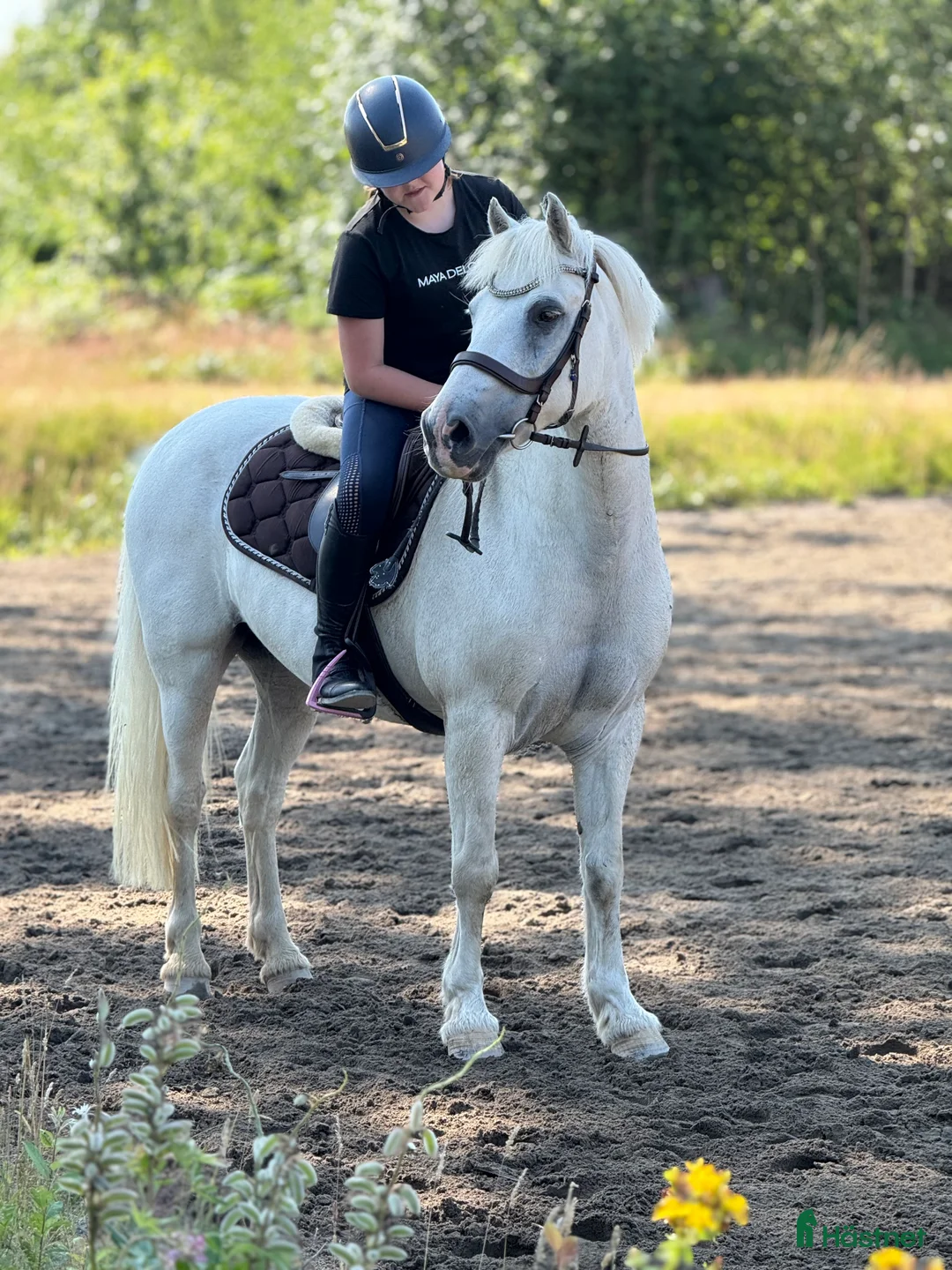 Allround hästar till salu: 🌟My Boy Max 🌟 i Ljungby - Annons 5