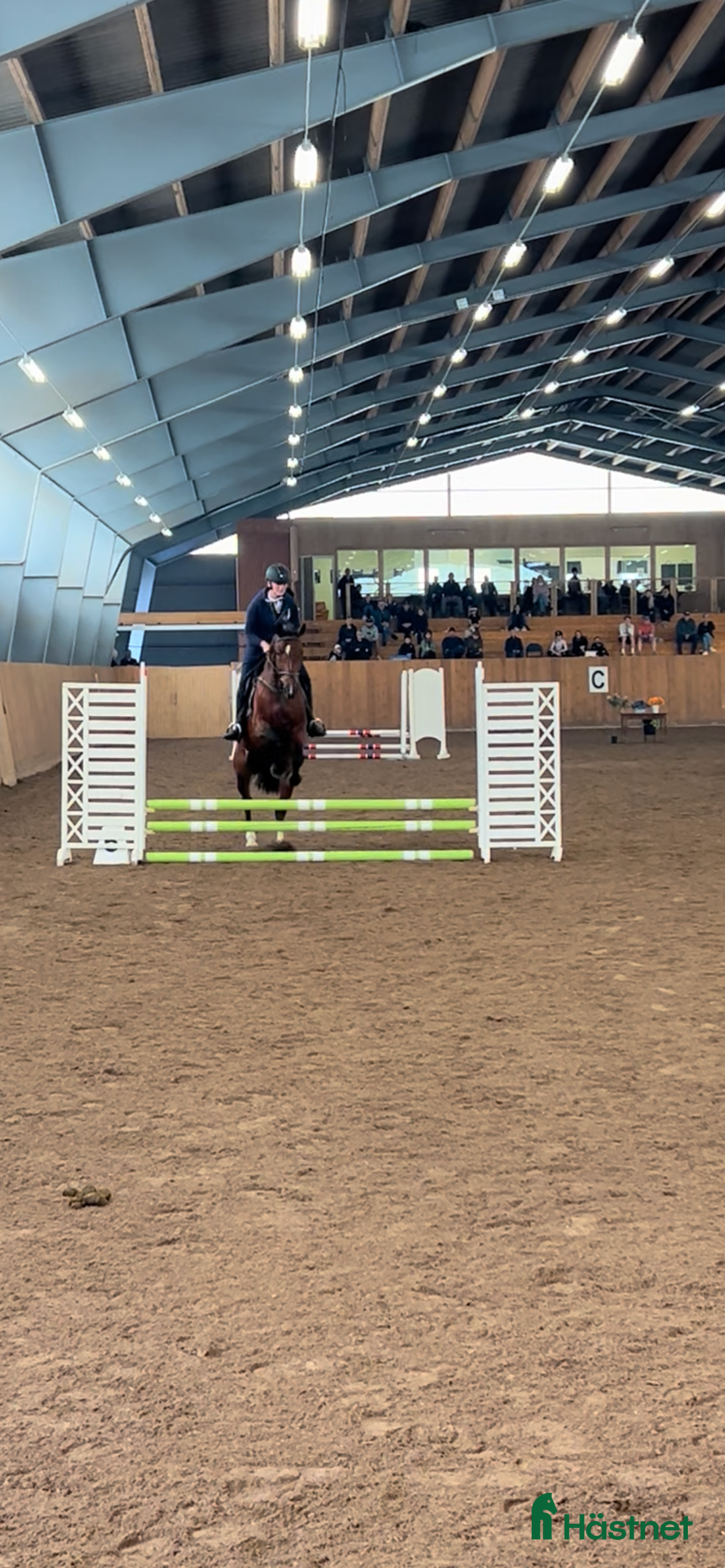  medryttarhäst sökes: Söker Medryttar/ foderhäst i Fjälkinge - Annons 1