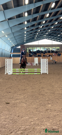 medryttarhäst sökes i Fjälkinge - Annons 14