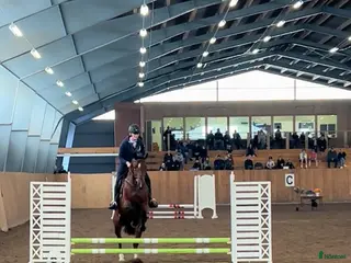 medryttarhäst sökes: Söker Medryttar/ foderhäst - Annons 19