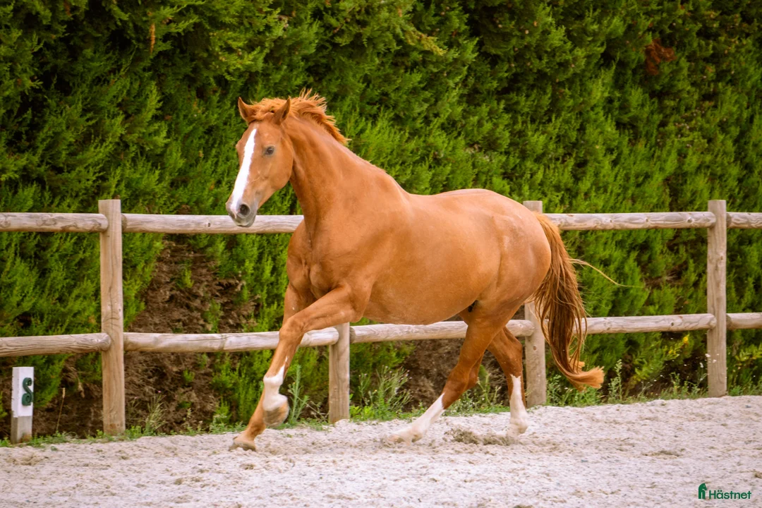 Working Equitation hästar till salu: Lusowarmblood 4-årigt sto - Annons 5