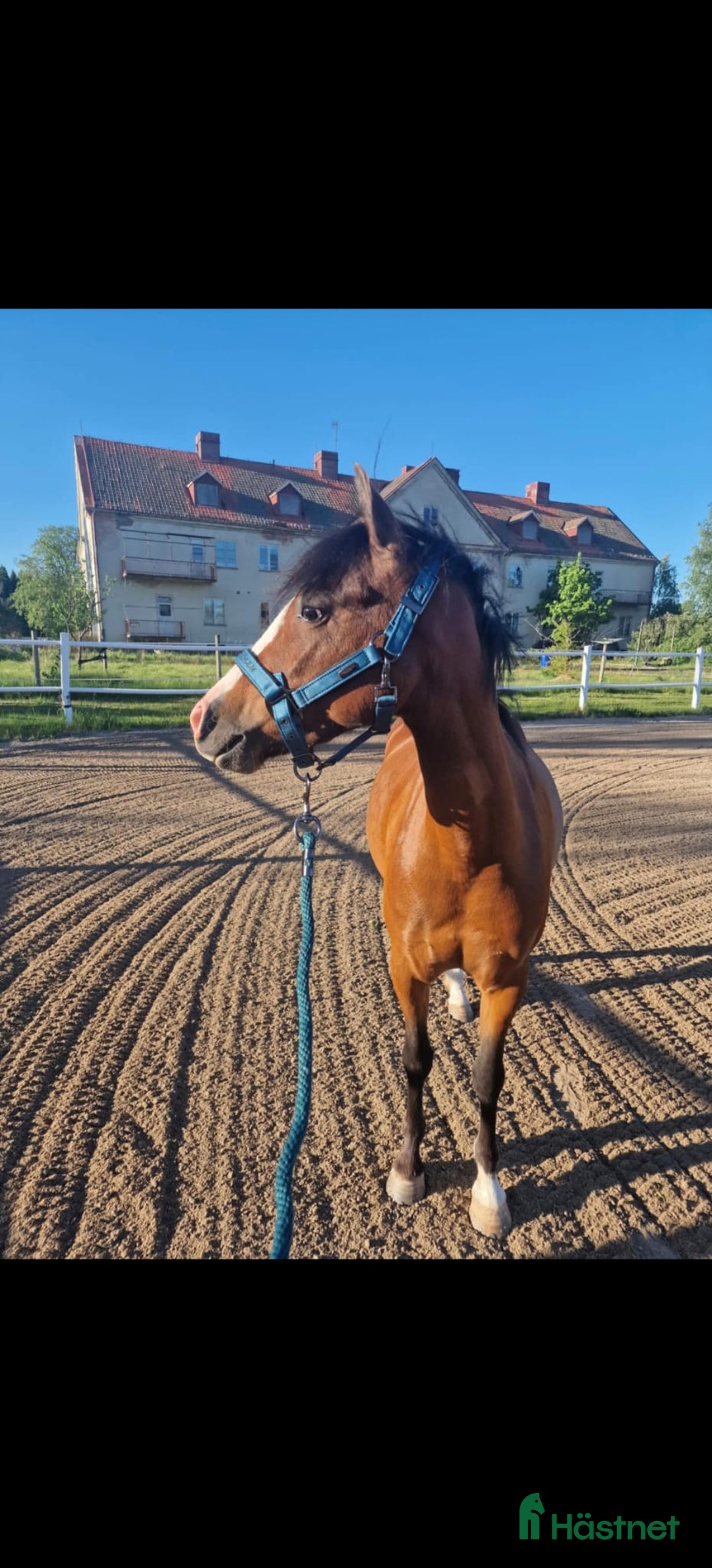 Hoppning hästar till salu: Super söt ponny säljas  i Vedum - Annons 8