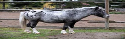 Allround hästar till salu: Shetlandponny sto pintaloosa - Annons 3