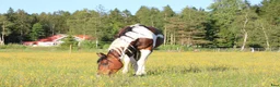 Allround hästar till salu: Sto med hjärta av guld  i Nol - Annons 3