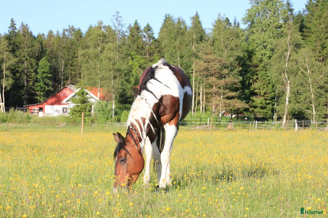 Allround hästar till salu: Sto med hjärta av guld  i Nol - Annons 3