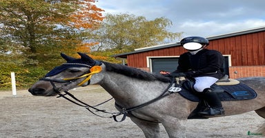  hästar i Uppsala - Annons 13