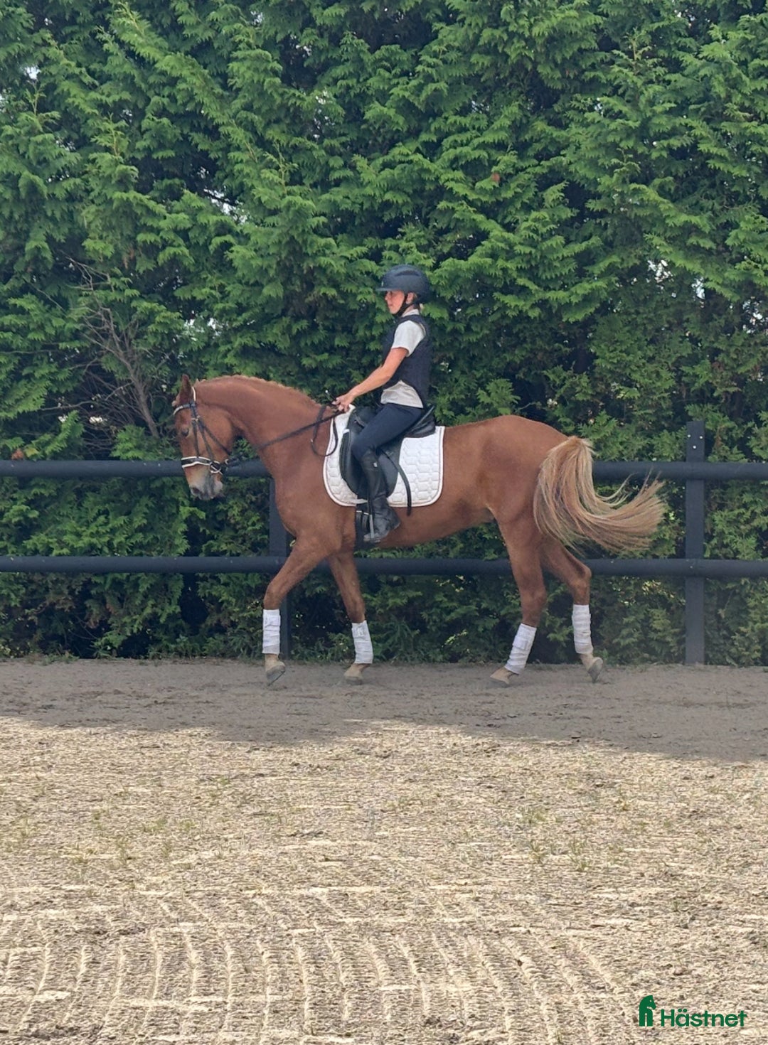 Allround hästar till salu: D-ponny född 2021 i Laholm - Annons 1