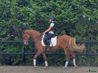 Allround hästar till salu: D-ponny född 2021 i Laholm - Annons 1