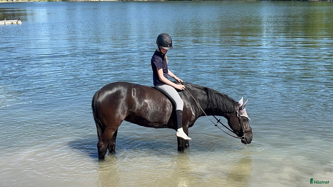 Allround hästar till salu: Bästa vän / Läromästare i Grödinge - Annons 2