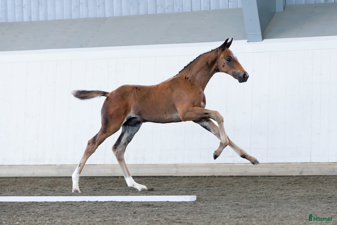 Dressyr hästar till salu: ⭐️ Hingstföl med karisma ⭐️ i Karlstad - Annons 5