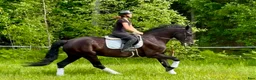 Allround hästar till salu: Mycket fint trevligt sto! - Annons 5