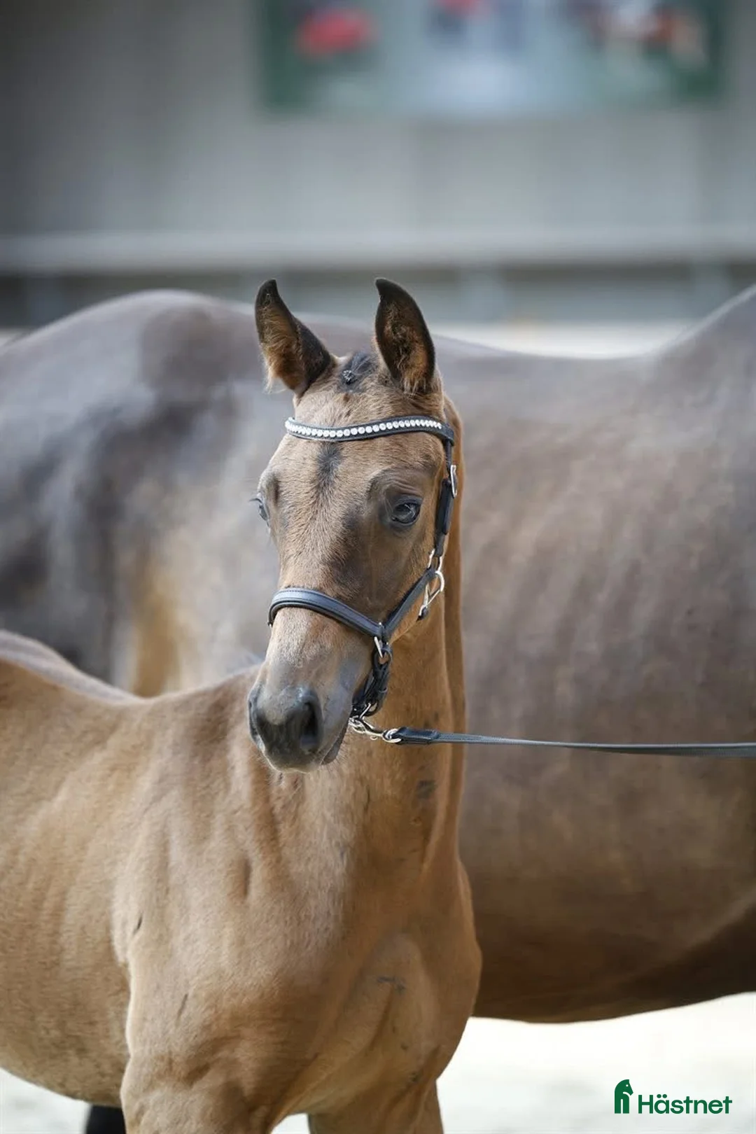 Dressyr hästar till salu: Fantastisk føl  - Annons 1