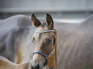 hästar Fantastisk føl - Annons 19