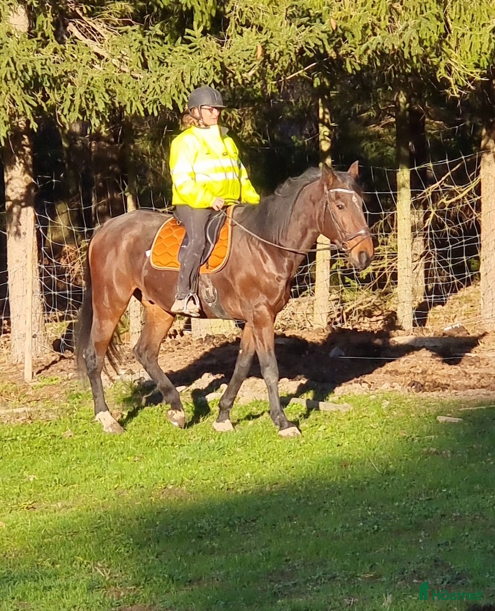 hästar Vbl valack Ridhäst 174 cm 6 år - Annons 6