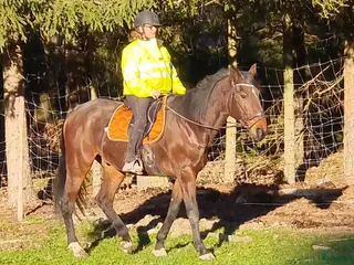 hästar Vbl valack Ridhäst 174 cm 6 år - Annons 6