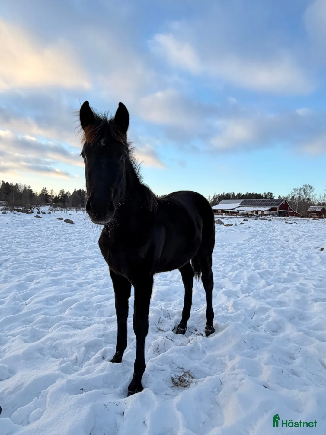 Dressyr hästar till salu: Högrest och snäll 1 åring.  - Annons 3