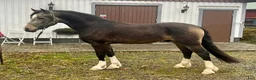 Allround hästar till salu: Talangfull Welsh Cob  - Annons 3