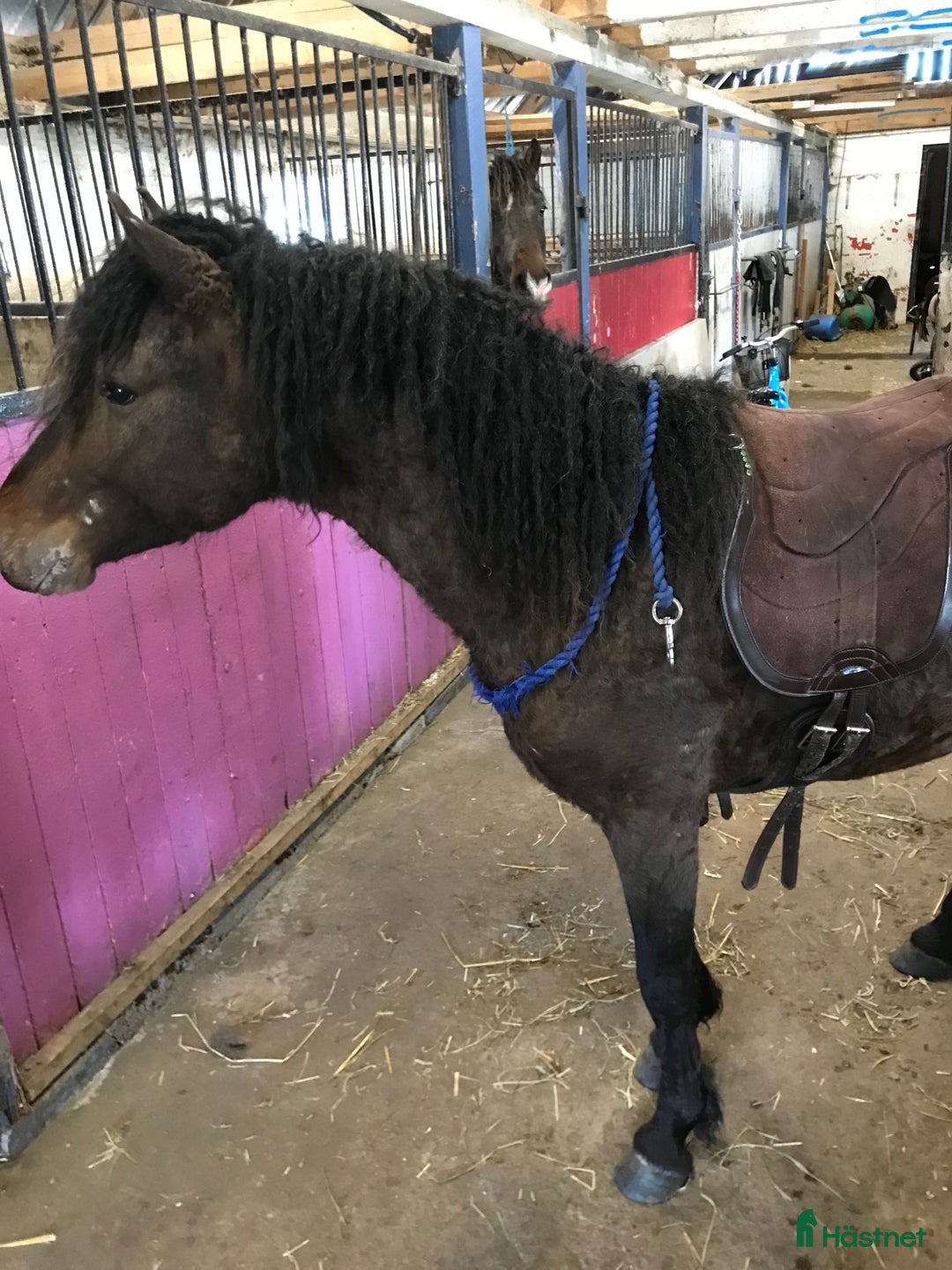  hästjobb finnes: Inridning, tillridning, grundhantering,lastträning i Vinninga - Annons 3