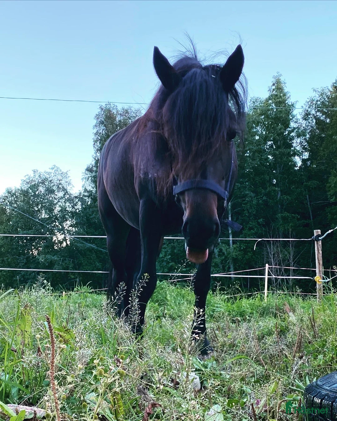 Allround hästar till salu: Sagohäst med potential i Lunde - Annons 3