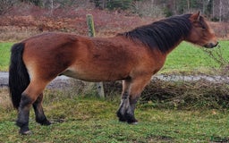 Trav hästar till salu: russ hingst 1år i Östhammar - Annons 2