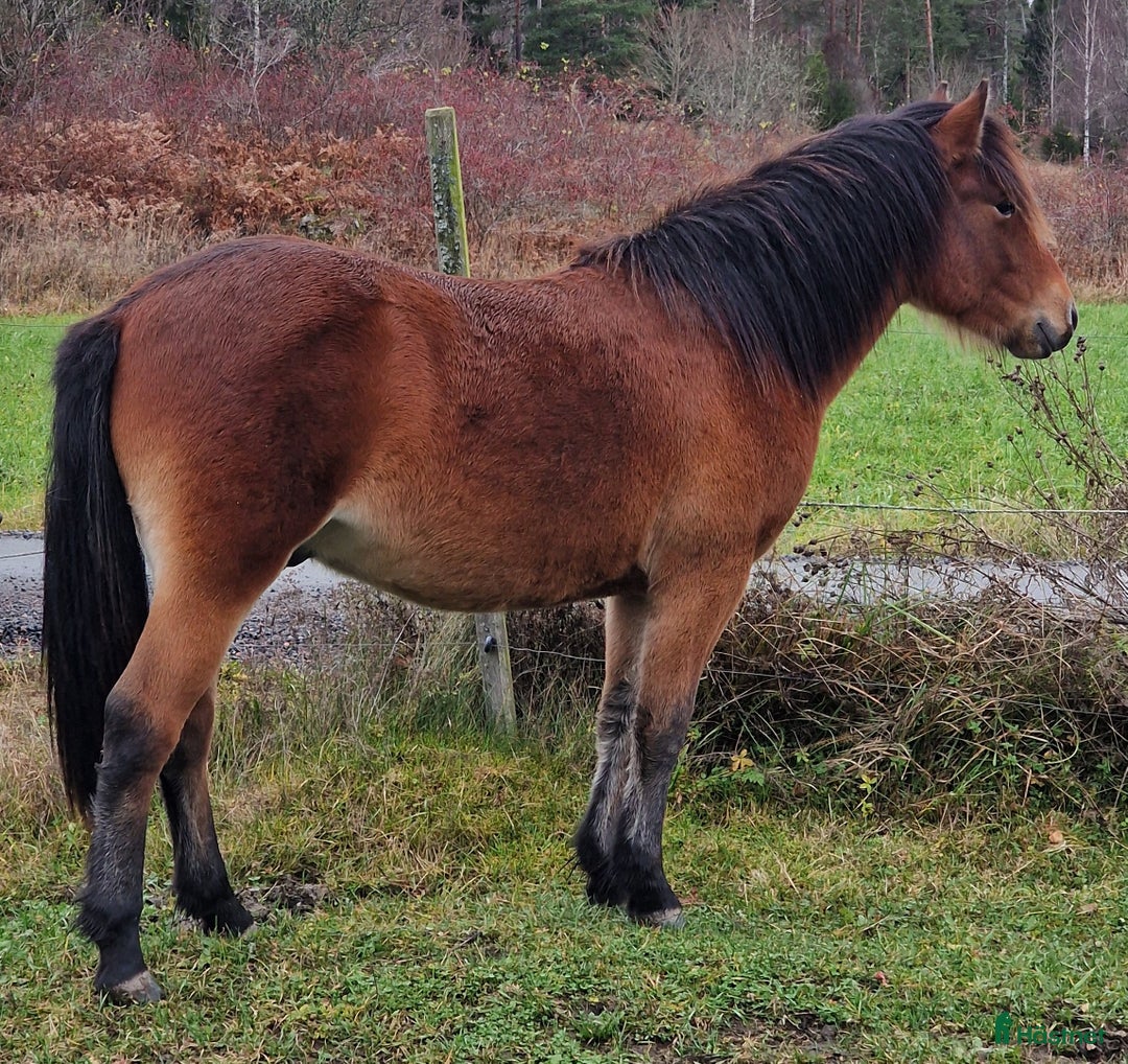 Trav hästar till salu: russ hingst 1år i Östhammar - Annons 2