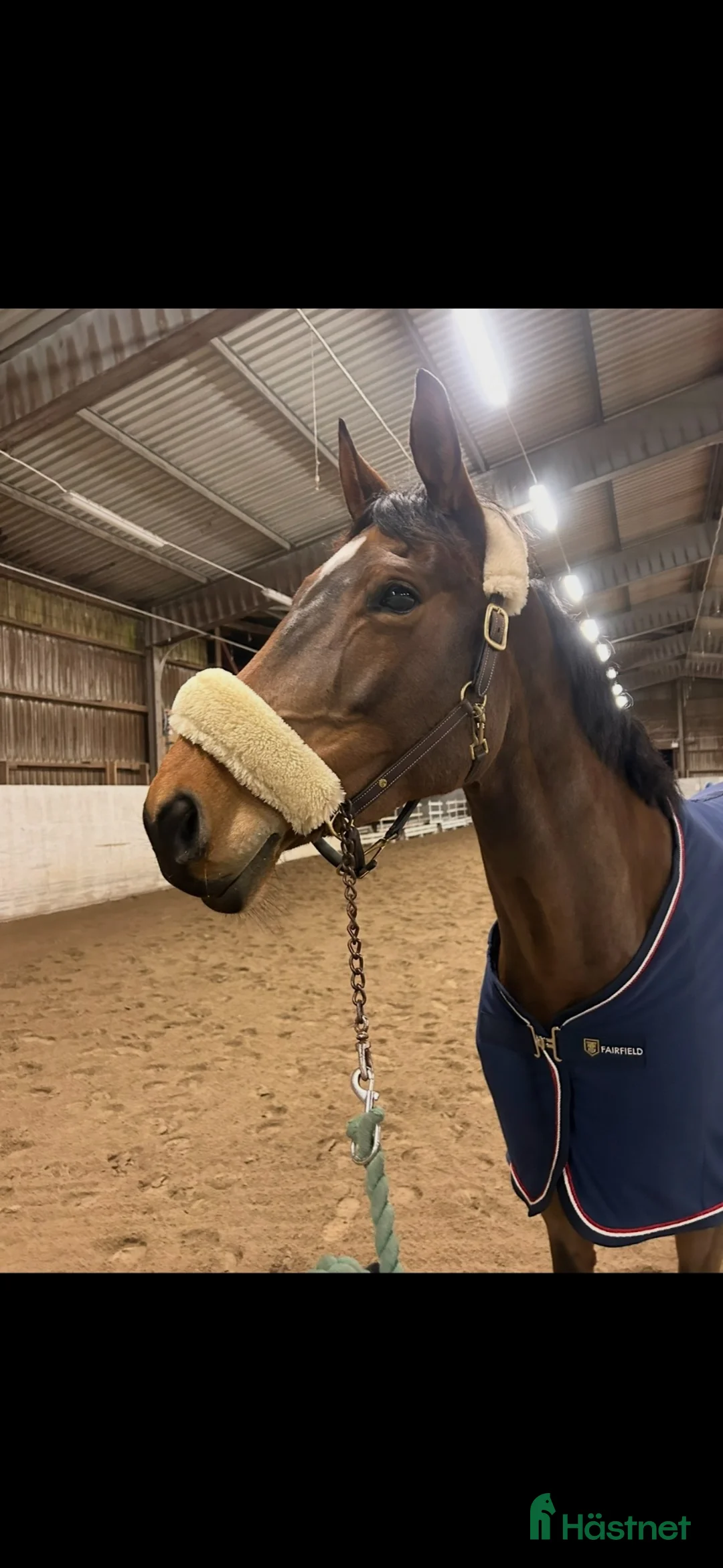 Hoppning hästar till salu: Häst med mycket power e:Balou du rouet - Annons 1
