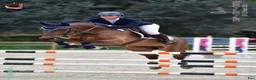 Hoppning hästar till salu: Spennende 6års spranghest i Skjeberg - Annons 14