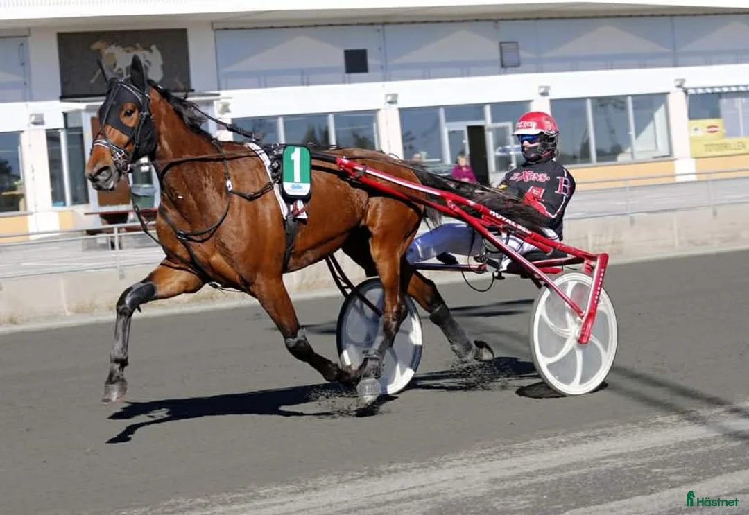 Allround hästar till salu: Lojal och träningsglad ridtravare  i Hortlax - Annons 3