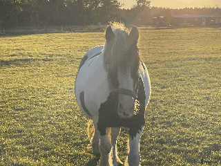 hästar Rolig hoppglad ponny för rutinerad ryttare i Stånga - Annons 2
