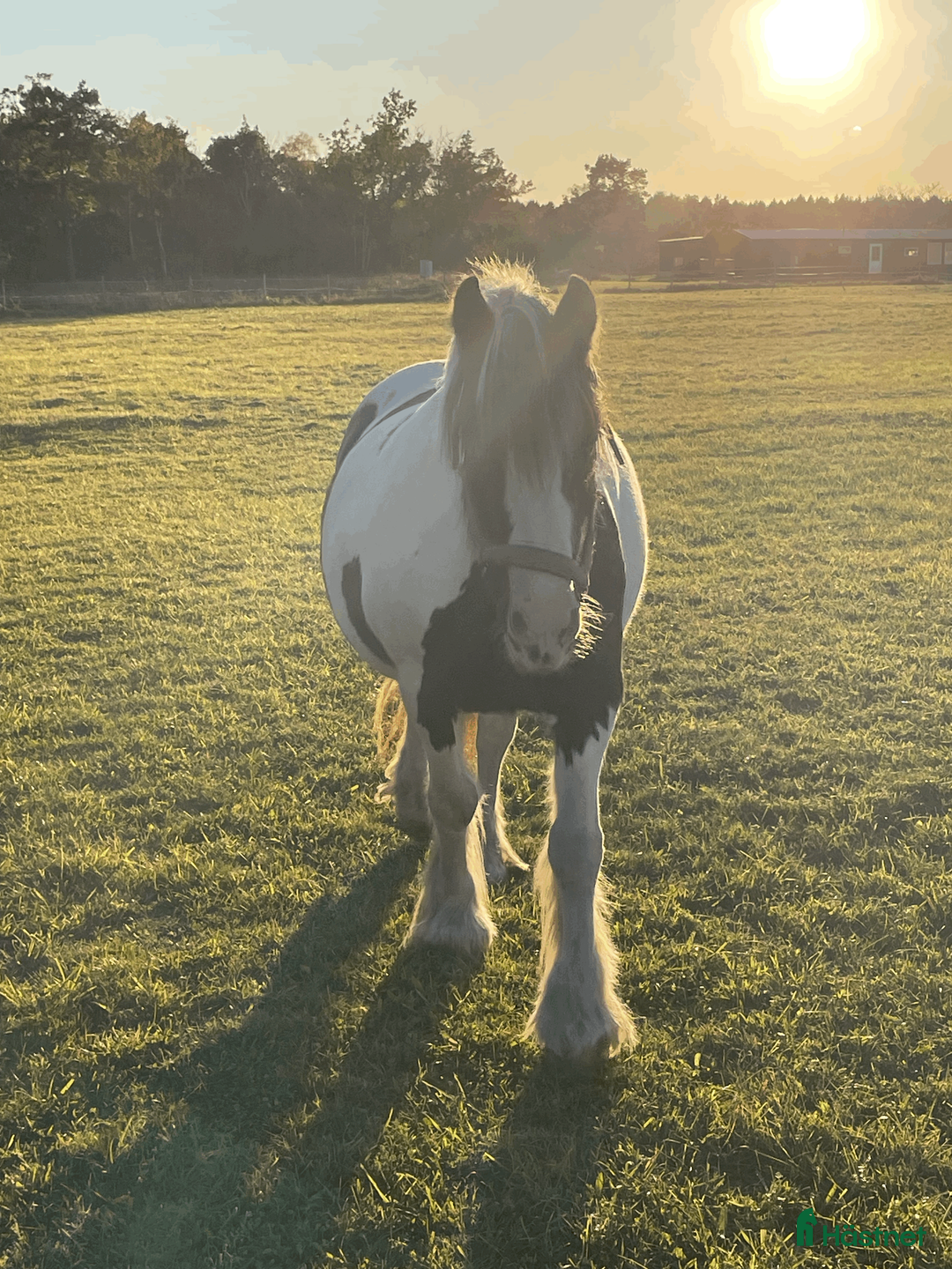 Allround hästar till salu: Rolig hoppglad ponny för rutinerad ryttare i Stånga - Annons 1