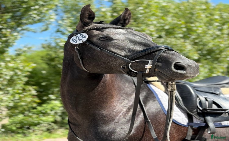  hästar i Norrköping - Annons 14