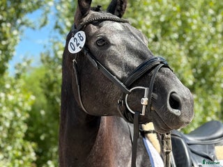 Dressyr hästar till salu: En riktig drömhäst i Norrköping - Annons 1