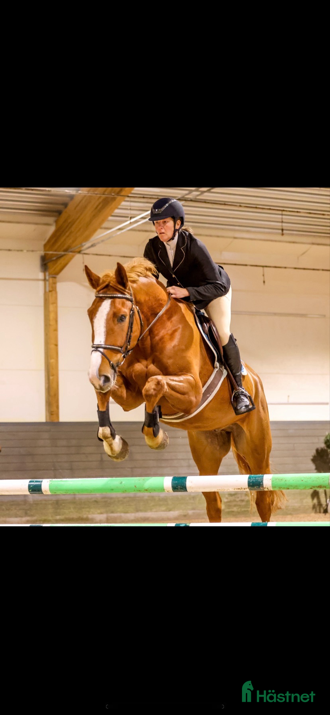 Hoppning hästar till salu: 🐴 Fantastisk hopp/allroundhäst  🐴 i Mullsjö - Annons 2
