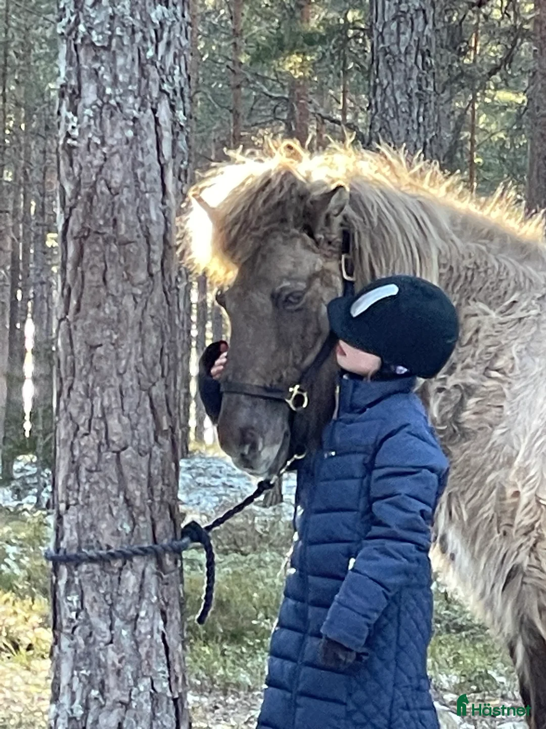  hästservice finnes: Ridläger i vackra Bergslagen! i Riddarhyttan - Annons 3