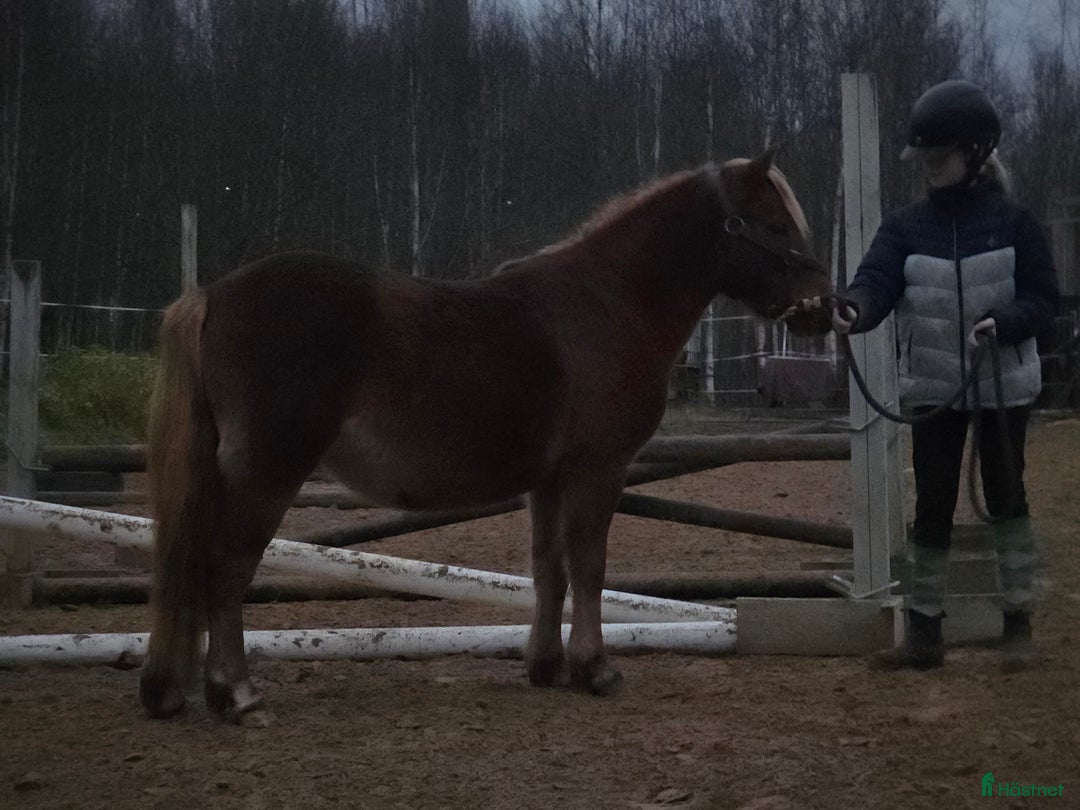 Allround hästar till salu: Världsvan blivande 3 åring i Deje - Annons 1