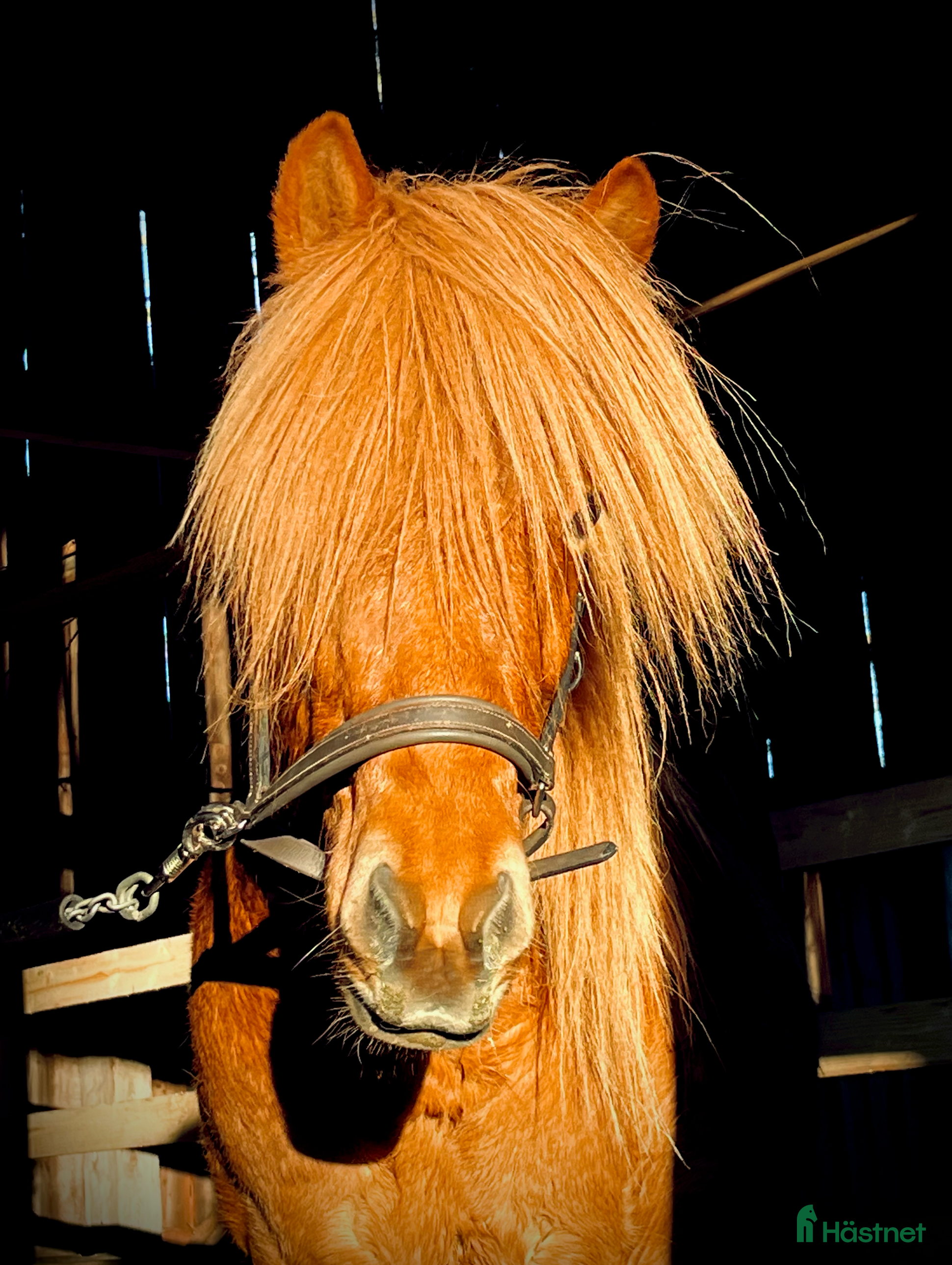  hästar Världens snällaste islänning 12 år i Söderköping - Annons 1